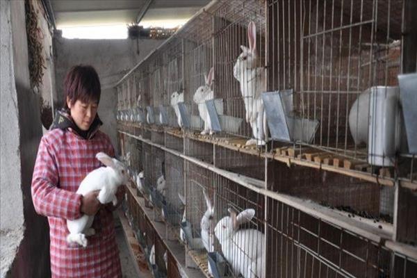 兔子养殖加盟骗局视频(延申：专业兔子养殖场)