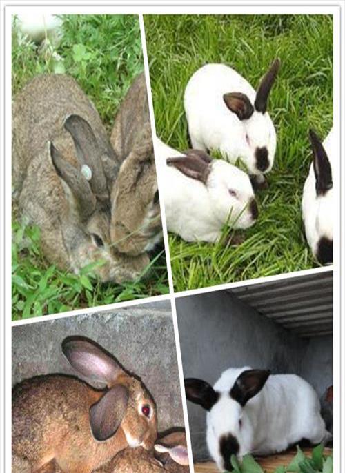 兔子的养殖利润100只(延申：兔子的养殖利润率)