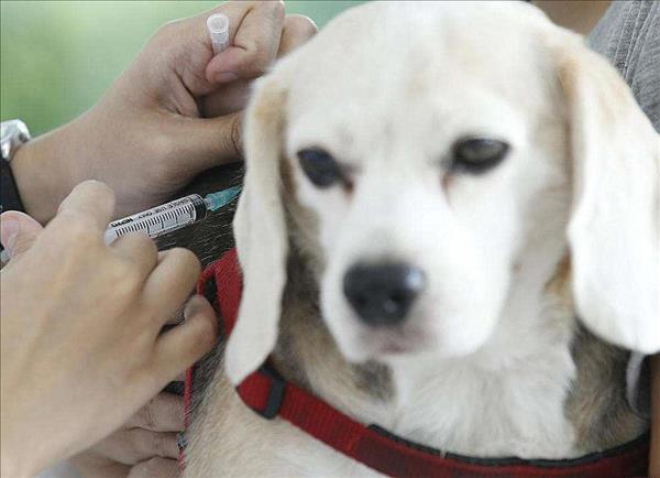 国产的狗狗疫苗哪个好