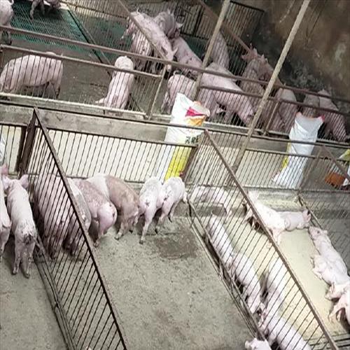 山西生猪养殖项目中标公告【山西省生猪养殖扶持政策】