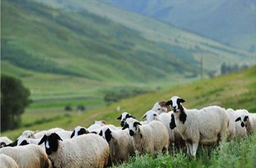 牛羊养殖技术培训资料(拓展：牛羊养殖技术培训学校)