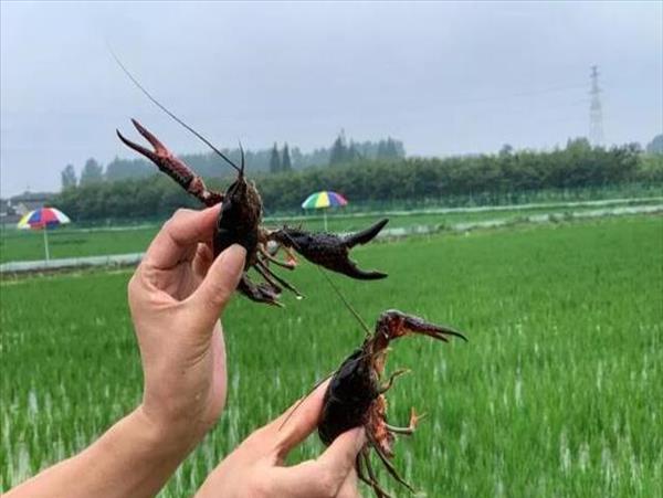 稻虾养殖示范基地【稻虾养殖模式】