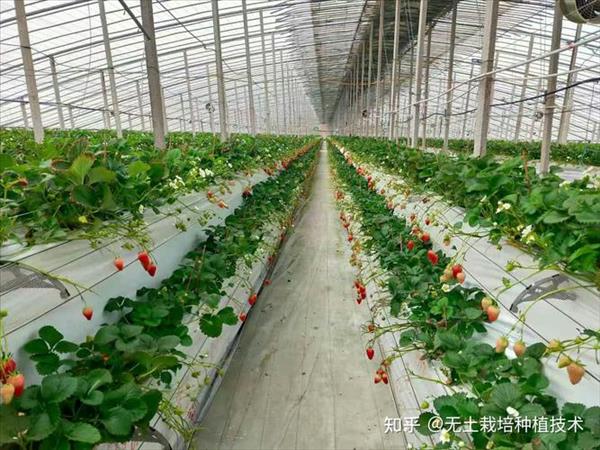 草莓亩产一般多少斤(阳光玫瑰亩产的经济效益)