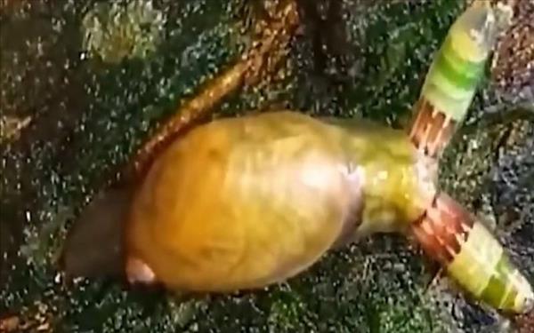 蜗牛怎么去除寄生虫(蜗牛怎么除害)
